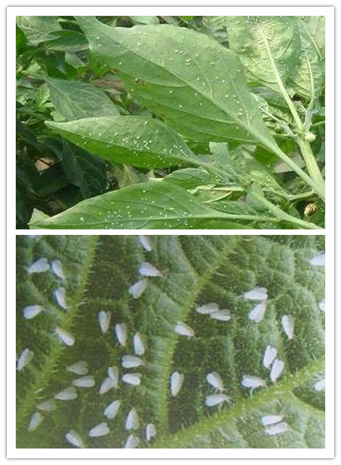 BrightMart Array image103